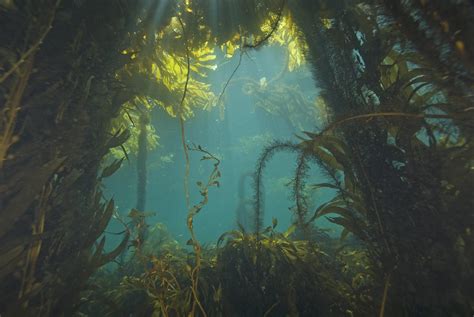 The Wonder of Seaweed at The Wall: A Magical Underwater Spectacle